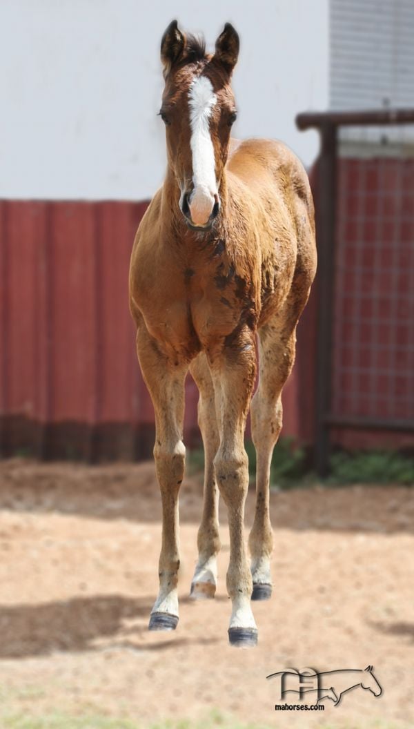 Miss Roy's 2021 Bay Filly